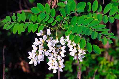 <p>Robinia </p>