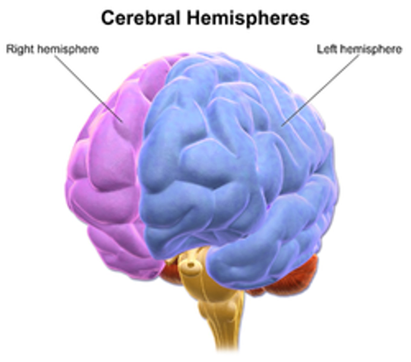 <p>(C) hemispheres.</p><p>The Cerebrum can be divided into left and right hemispheres.</p>