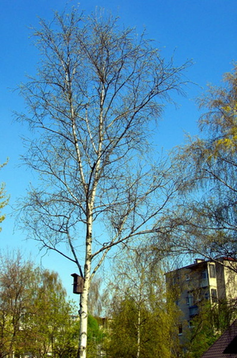 <p>берёза</p>