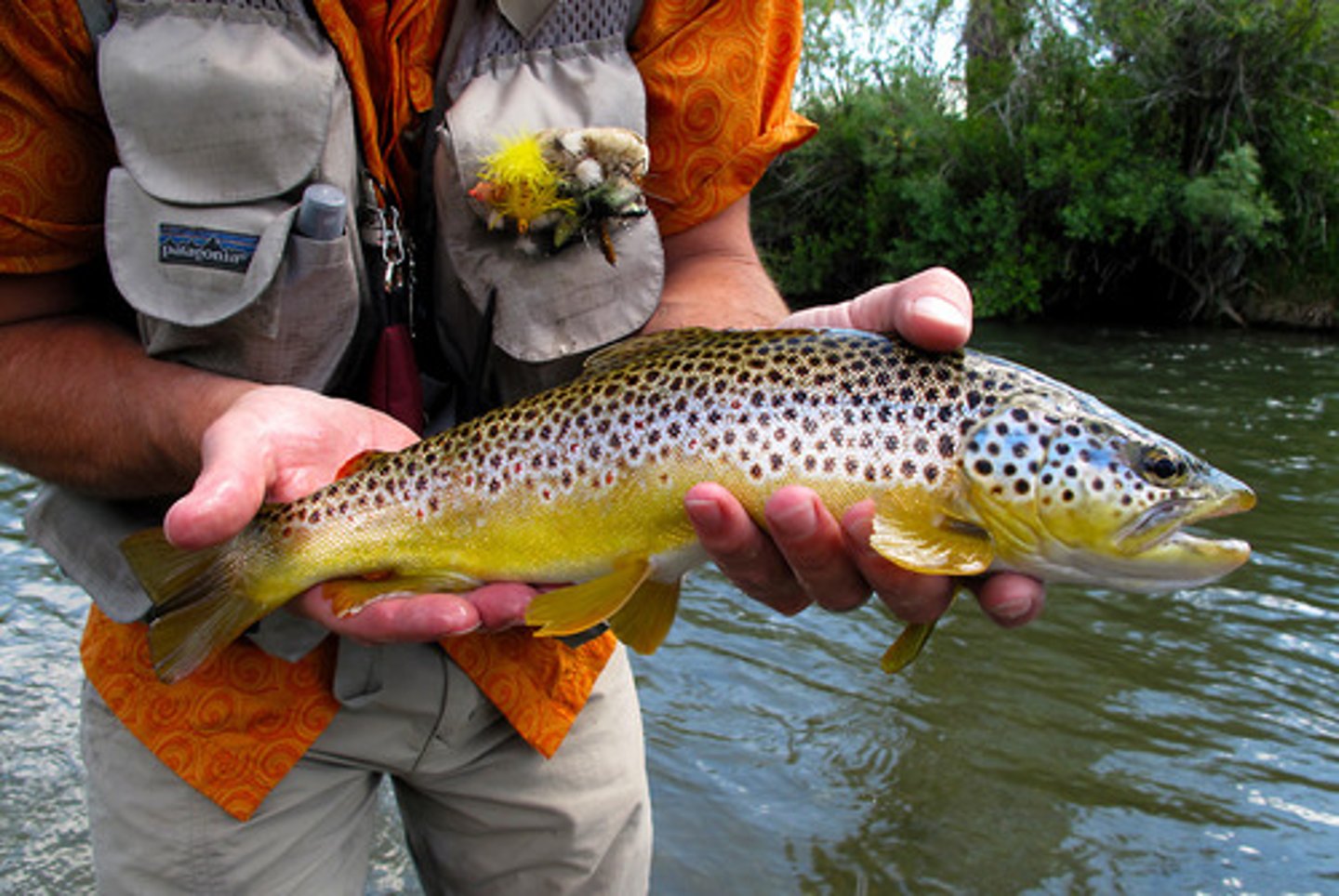 <p>brown trout</p>