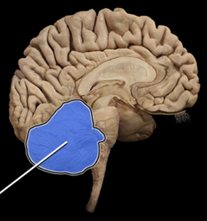 <p><span><span>Cerebellum</span></span></p>
