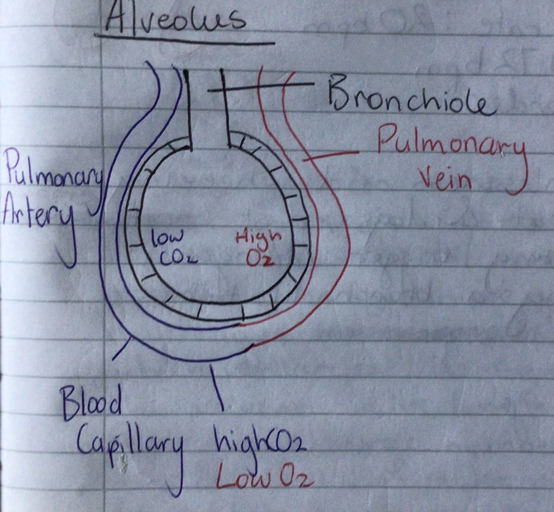 <p>Diagram</p>