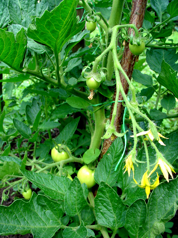 <p>Biological Origin:<strong> Solanum lycopersicum L. (Solanaceae)</strong></p><p>Common Name:<strong> Tomato</strong></p><p>Part used: <strong>Fruit, Seeds</strong></p><p>Medicinal use:</p><p>Fruit</p><p>● Antioxidant ● Anti-inflammatory</p><p>Seeds</p><p>● Anri-cancerous ● Preservation of eye sight</p><p><strong>● For hemorrhoids, ● For tuberculosis ● Antioxidants ● Dyspepsia ● Abortifacient ● Repellant for Intestinal Worms</strong></p><p>Secondary metabolites:</p><p><strong><u>●Tomatine (Alkaloid) in leaves</u></strong></p><p>Note sa quiz:</p><ul><li><p>dito fruits are edible pero pag sa potato ung tuber ung edible not a fruit</p></li></ul>