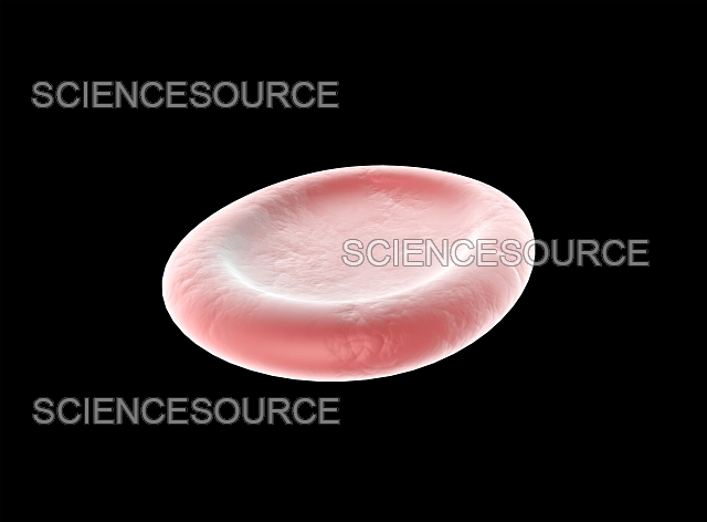 <p>Isotonic</p>