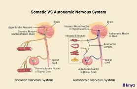 <p>What are the somatic and autonomic nervous system?</p>
