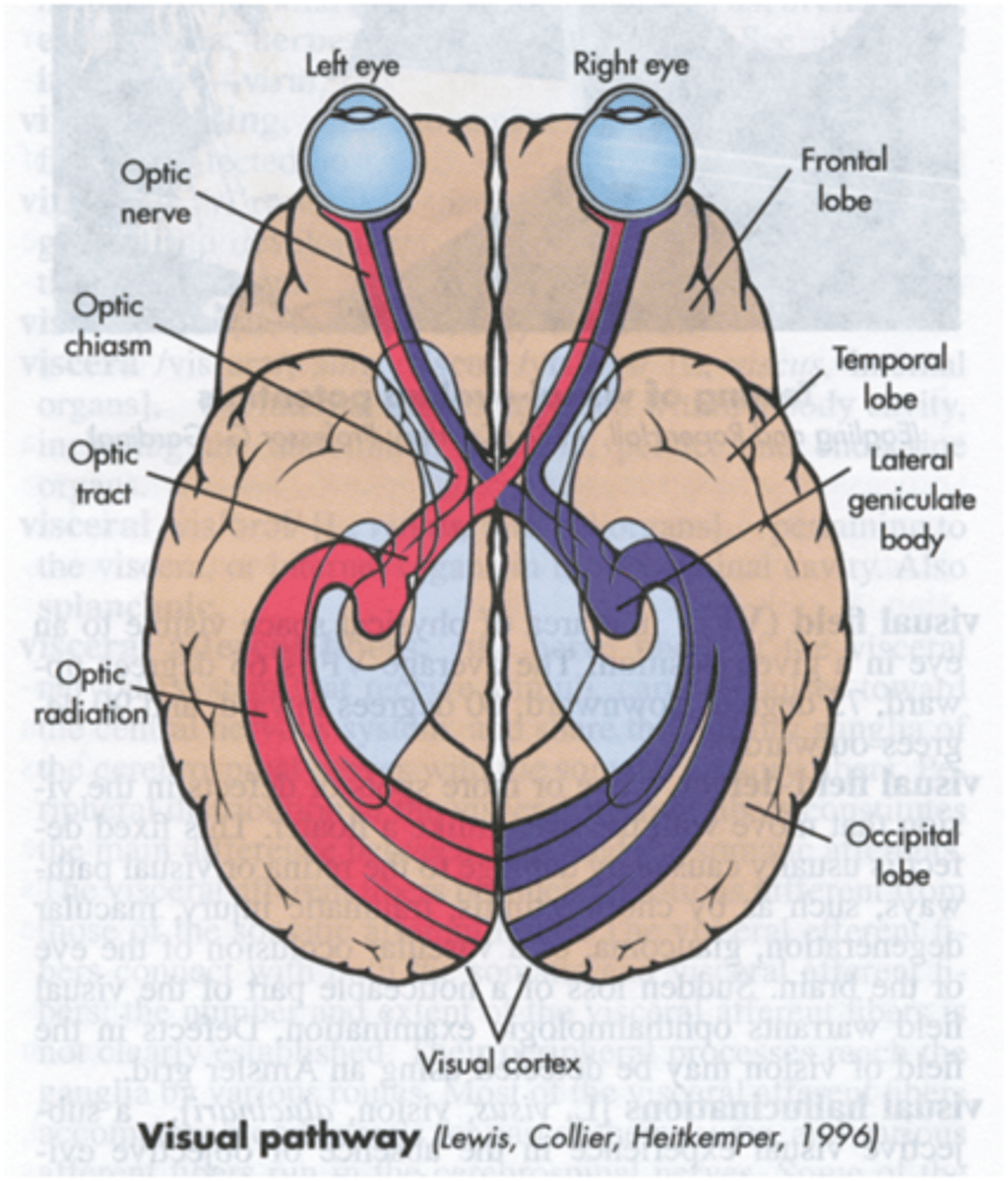 <p>occurs in the retina, where photoreceptor cells (rods and cones) convert light into electrical signals that can be processed by the brain.</p>