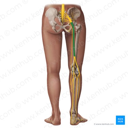<ul><li><p>passes through the greater sciatic foramen inferior to piriformis</p></li></ul><p></p>