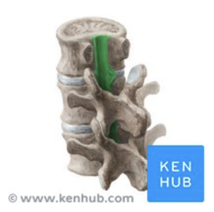 <p>ligament name?</p>