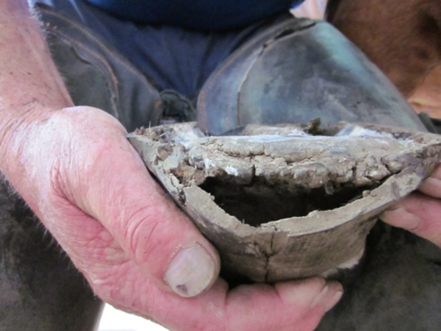 <p>"Hollow wall" or dystrophia ungulae</p><p>Condition that occurs secondary to laminitis</p><p>Palmar hoof surface contains hollow space that varies in size</p><p>Mealy substance found inside hollow space</p><p>TX: Clean area and pack with juniper tar and oakum</p>