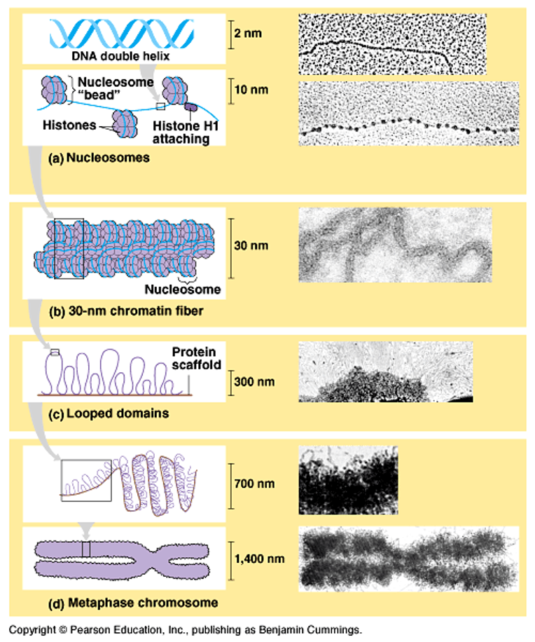 <p>DNA wraps around histones → forms nucleosomes → nucleosomes coil into chromatin → chromatin condenses into chromosomes during cell division.</p>