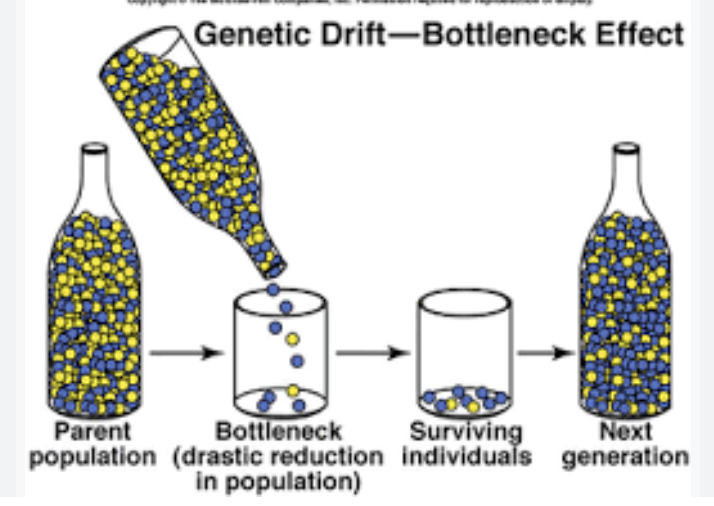 <p>when an event reduces population size by an order of magnitude, the surviving population is smaller and has less genetic variability (greater genetic drift) </p>