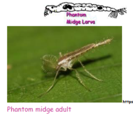 <p>Insects - Chaoborus</p>