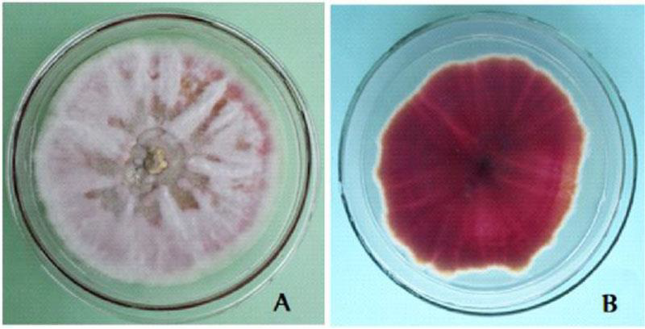 <p>Colony and microscopic morphology of: Fusarium,</p>