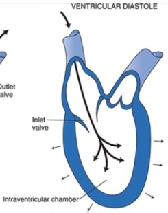 <p>When the ventricular muscle cells relax, the pressure in the ventricle falls below that in the atrium, the AV valve opens, and the ventricle refills with blood</p><ul><li><p>The outlet valve is closed during diastole because arterial pressure is greater than intraventricular pressure</p></li></ul><p></p>