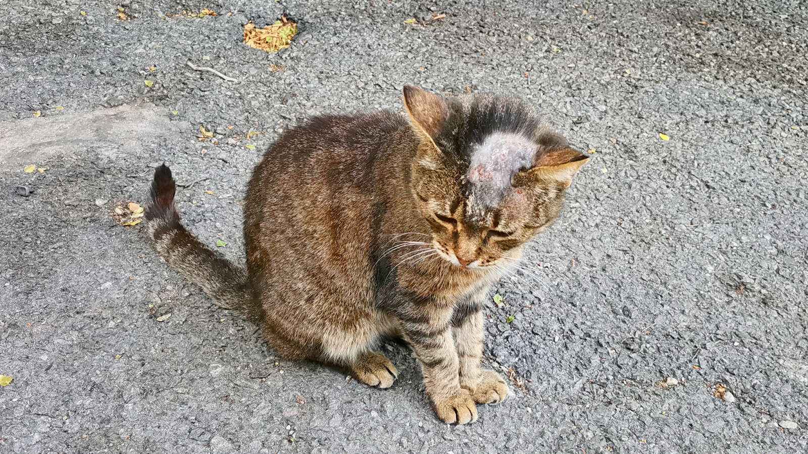 <p>Dry/wet flaky lesions with crusting and alopecia</p>