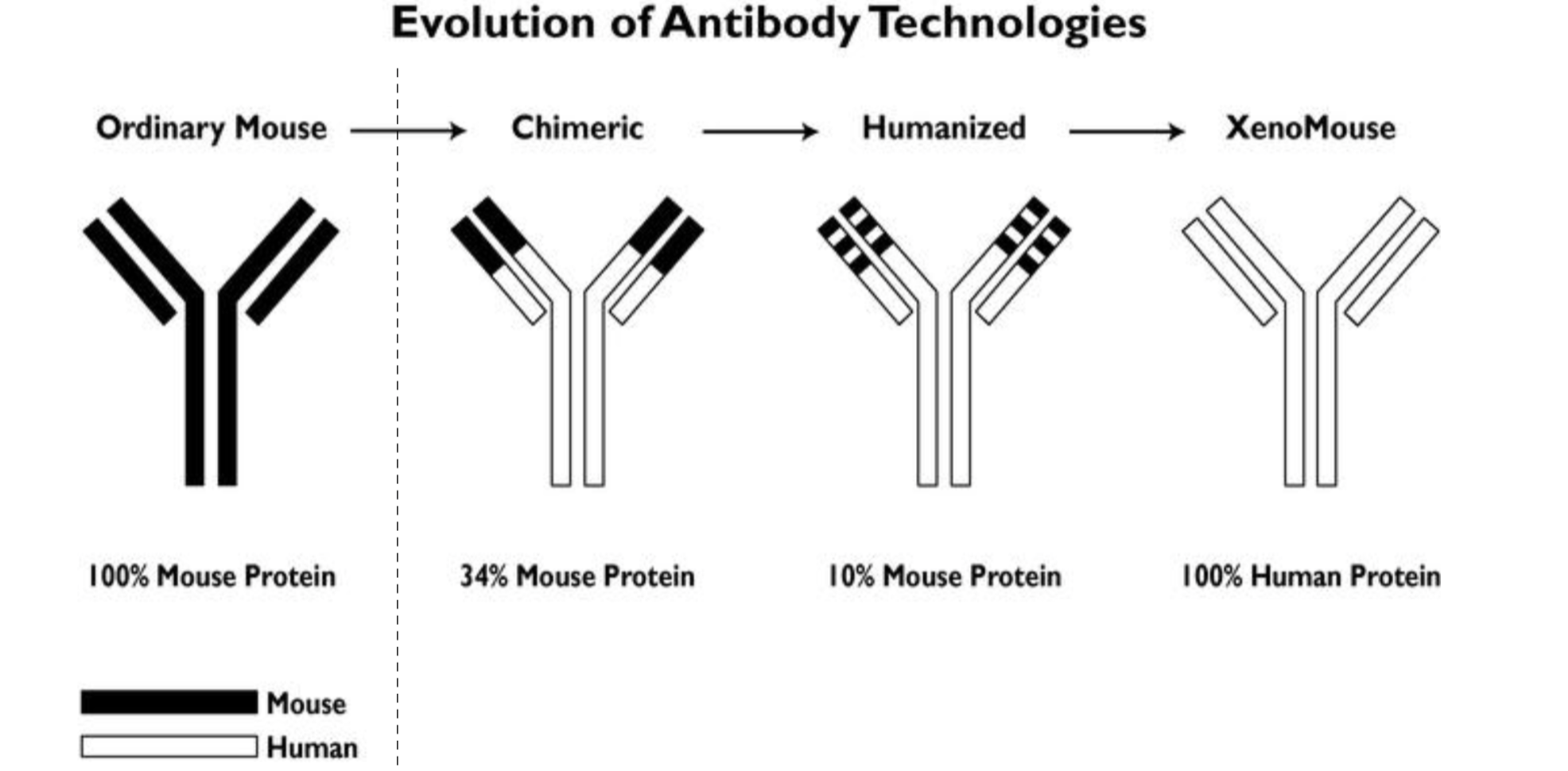 <p>How is immune rejection reduced in therapeutic antibody development?</p>