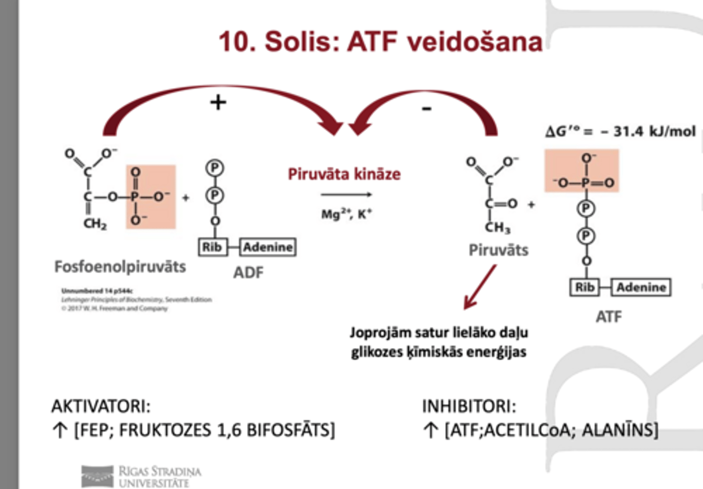 <p>ATF veidošana</p><p>fosfoenolpiruvāts+ADF--> Piruvāts +ATF</p><p>Enzīms: piruvāta kināze (Mg, K)</p><p>Regulatorais solis (spēj mainīt atrumu un veidošanu, novirzīt starpproduktus)</p><p>substrātu līmeņa fosforalizēšana lai veidotu ATFNeto rezultāts: 2ATF/glikoze</p>