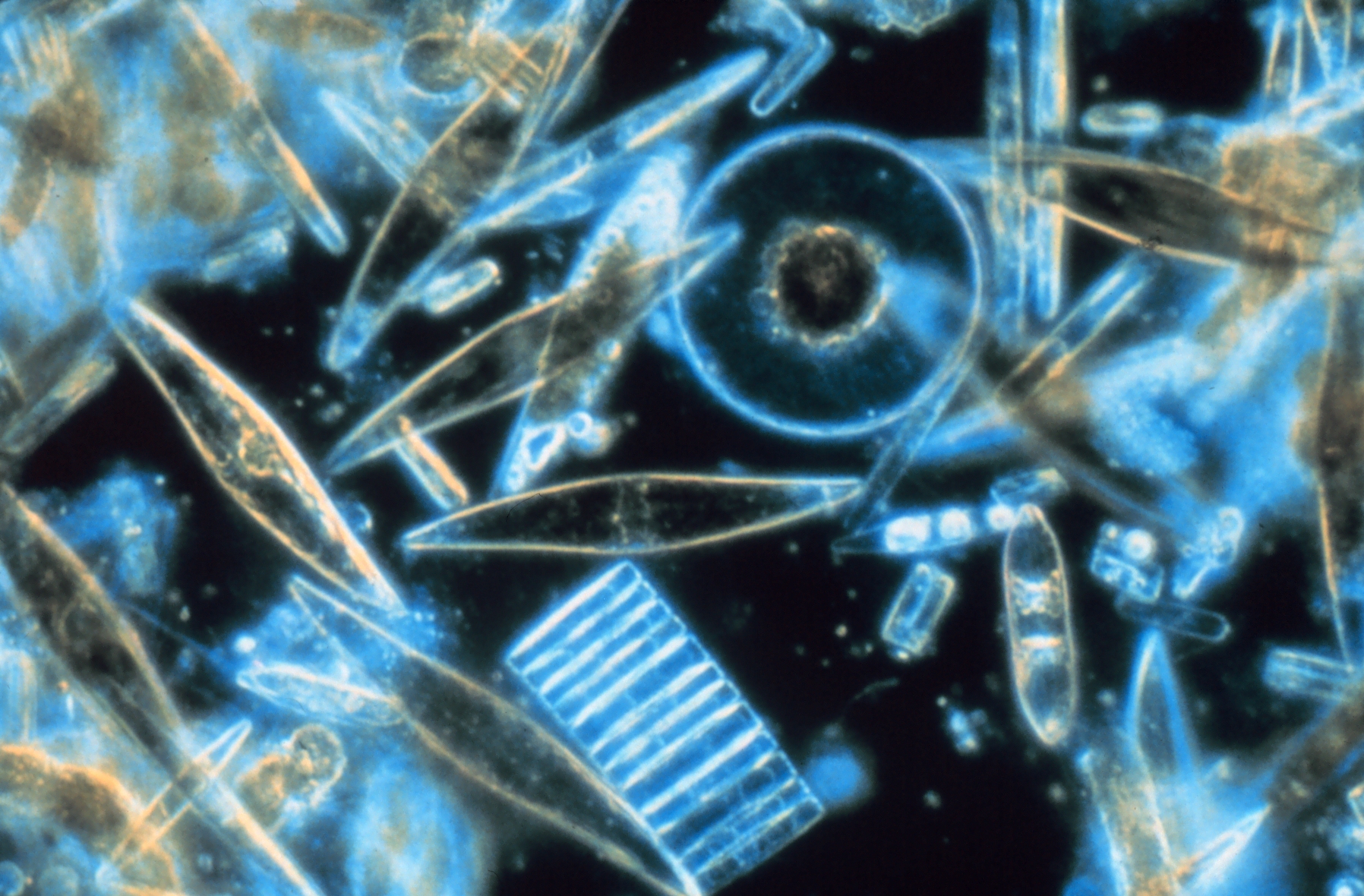 <p>What is this protist?</p>