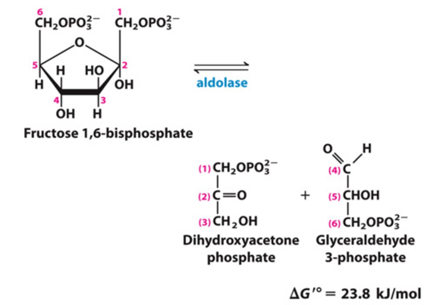 <p>what happens: Fructose 1,6 bisphosphate is cleaved</p><p>reactants: fructose 1,6-bisphosphate</p><p>products: dihydroxyacetone phosphate + glyceraldehyde 3-phosphate</p><p>enzyme: aldolase</p><p>overall ATP used: 2</p><p>overall ATP produced: 0</p>