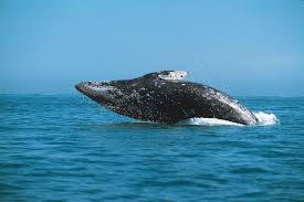 <p>Gray Whales</p>