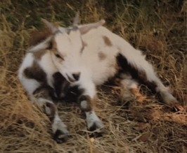 <p>developed as meat breed. they faint so are considered a niche pet. goat doesn’t faint but have myotonia congenita from tetanic muscle contractions. when severe enough it will cause the animal to collapse to the ground with rigid legs. when scared or surprised the lack of chemical sin the animals muscles during a fight or flight reaction causes the stiff leg contractions. true origin in not completely known believed to be traced back to 1800s when brought to tenessee as a novelty.  some where brought to texas in 1950s to be used as meat goat. smaller than other meat breeds. typically produce twins or triplets</p>