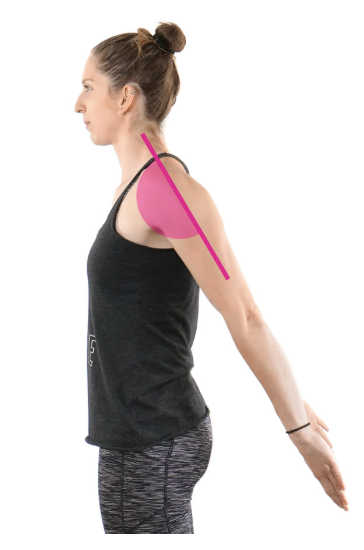 <p>Shoulder Extension</p>