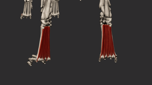 <p>obdobně jako u hrudní končetiny</p><p>probíhají z oblasti rozvětvení šlachy hlubokého ohybače k větvím povrchového ohybače, u Fe 3 formy u Ca 2 vlákna</p><p>plantarní plocha ossa metatarsalia k proximalním ossa sesamoidea</p>