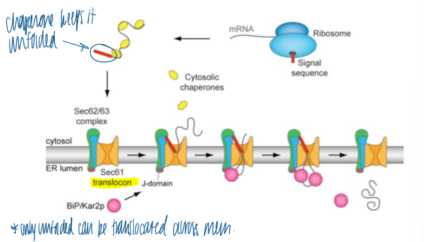 <ol><li><p>ribosome synthesizes the protein with signal sequence </p></li><li><p>chaperones keep it unfolded in the cytosol </p></li><li><p>binds to the Sec translocons → releases the chaperones </p></li><li><p>BiP in the ER lumen binds to translocon to release protein into lumen and cleave sig seq</p></li></ol><p></p>