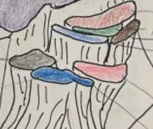 <p>burgundy muscle</p>