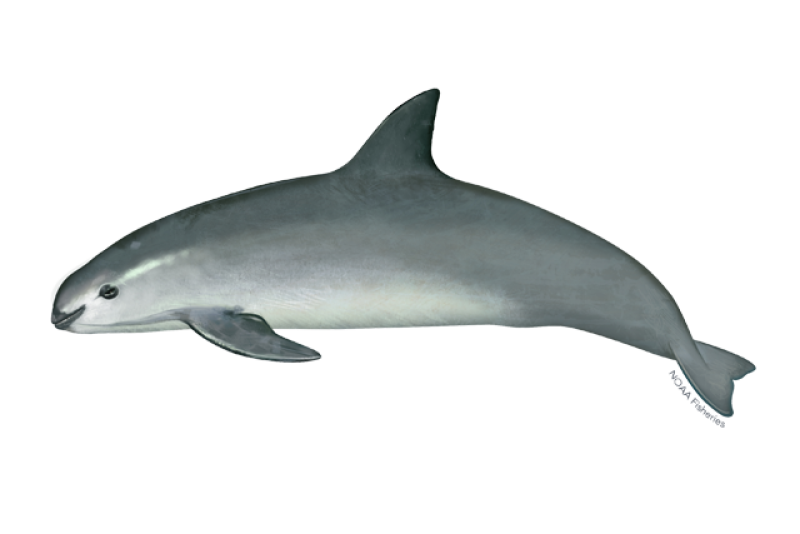 What’s the scientific name of the vaquita?