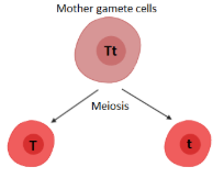 <p>During meiosis (anaphase I), homologous chromosomes and their alleles separate. Each allele for a trait is packaged into a separate gamete.</p>