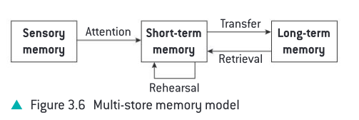 <p>Human memory are divided into 3 parts: has different duration and capacity</p><ol><li><p>Sensory memory</p><ul><li><p>Requires <u>attention</u> to transfer the info to STM</p></li><li><p>Function: detact and transfer (not processing the info)</p></li><li><p>Sub-components (visual, auditory, …)</p></li><li><p>Duration: several seconds depends on the component</p></li><li><p>Capacity: infinite</p></li></ul></li><li><p>Short-term memory store</p><ul><li><p>Capacity: 7±2 chunks of information</p></li><li><p>Duration: 30 seconds</p></li><li><p>Requires <u>rehearsal</u> to transfer to LTM</p></li></ul></li><li><p>Long-term memory store</p><ul><li><p>Capacity: infinite</p></li><li><p>Duration: infinite</p></li></ul></li></ol>