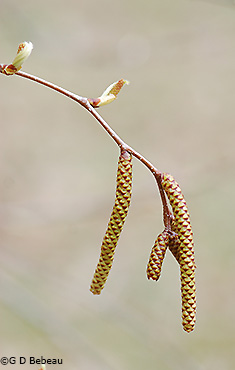 <p>Name this tree (scientific + common name)</p>