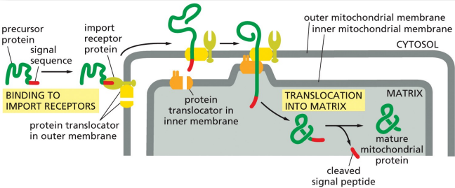 <ol><li><p>the mitochondrial signal sequence on a mitochondrial precursor protein is recognized by a receptor in the outer mitochondrial membrane</p></li><li><p>receptor is associated with a protein translocator which transports the signal sequence across the outer mito membrane to the intermembrane space</p></li><li><p>the complex of receptor, precursor protein, and translocator then diffuses laterally in the outer membrane until the signal sequence is recognized by a second translocator in the inner membrane</p></li><li><p>the two translocators transport the protein across both the outer and inner membranes, unfolding the protein in the process</p></li><li><p>the signal sequence is cleaved off by a signal peptidase in the mito matrix</p></li></ol><p></p>
