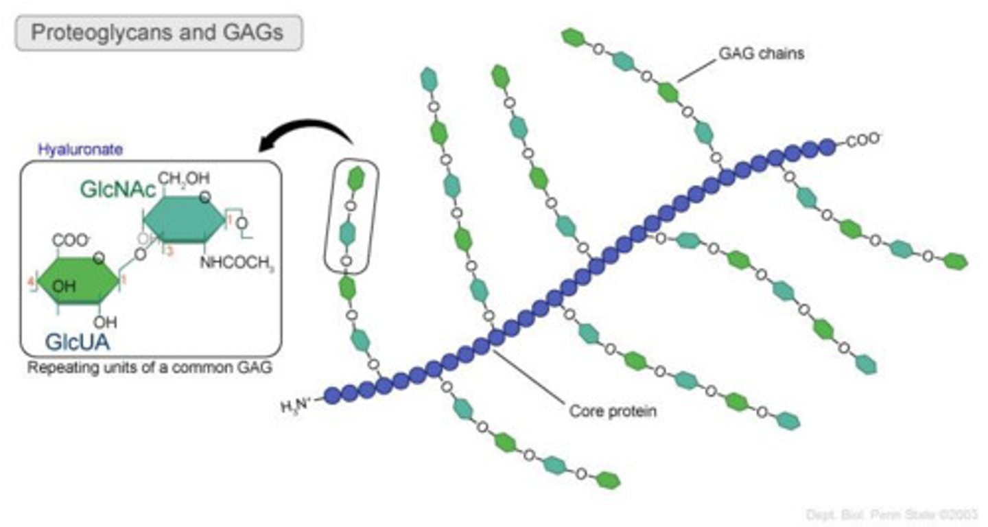 <p>unbranched polysaccharide chains composed of repeating disaccharide units (usually N-sugar + uronic acid)</p>