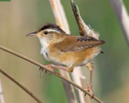 <p><span><span>Cistothorus palustris </span></span></p>