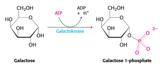 <p>by the galactose–glucose interconversion pathway, which begins with the phosphorylation of galactose by galactokinase</p>