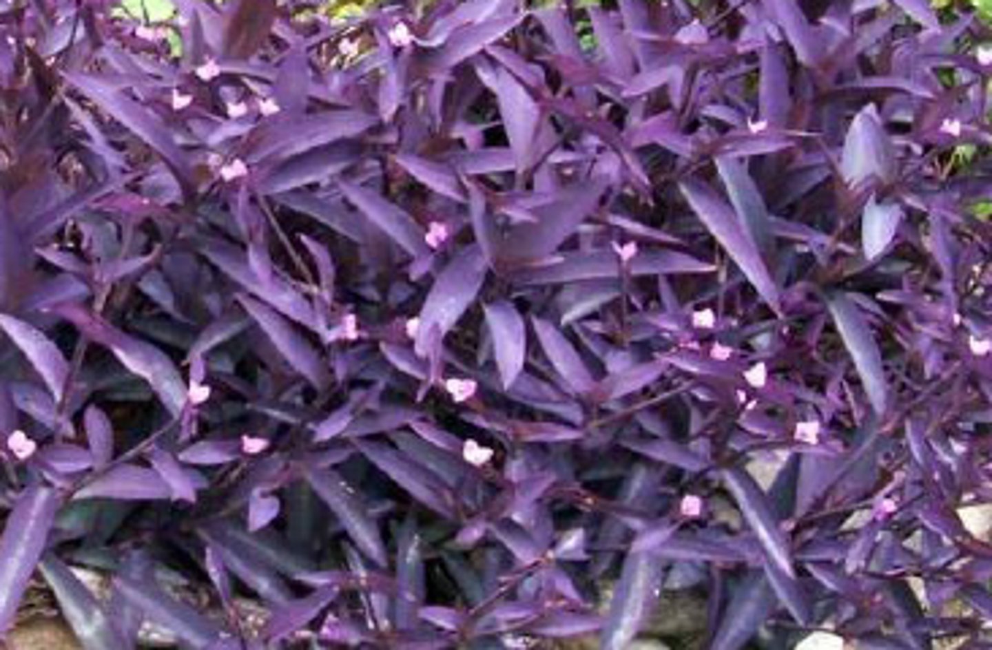 <p>Tradescantia pallida</p>
