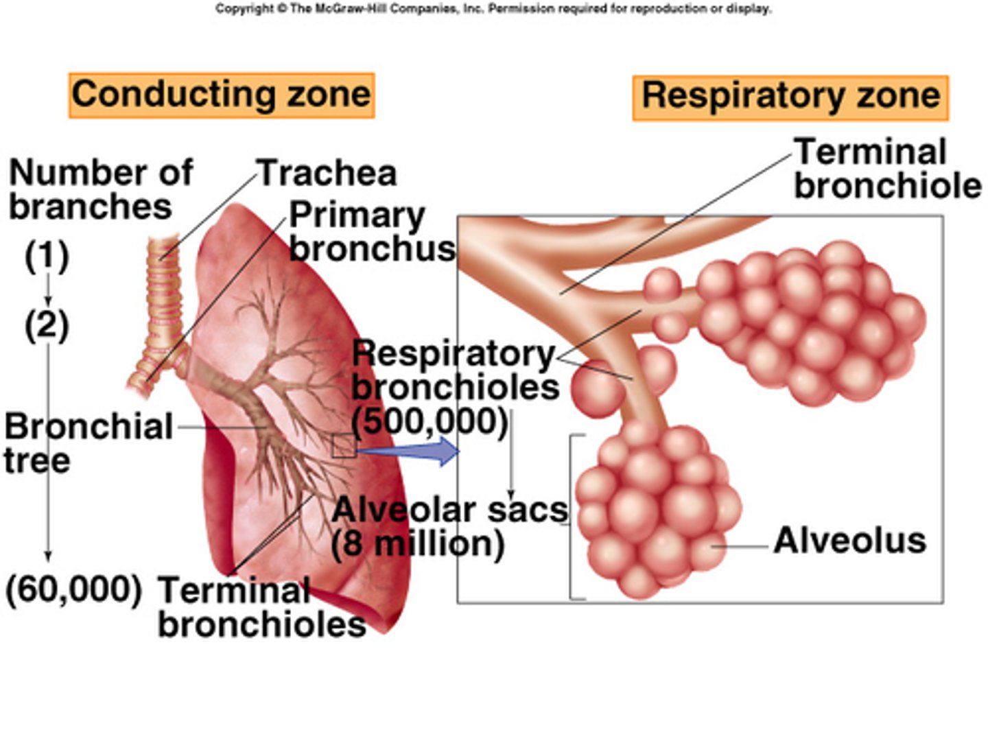 <p>alveoli<br>- site of gas exchange</p>