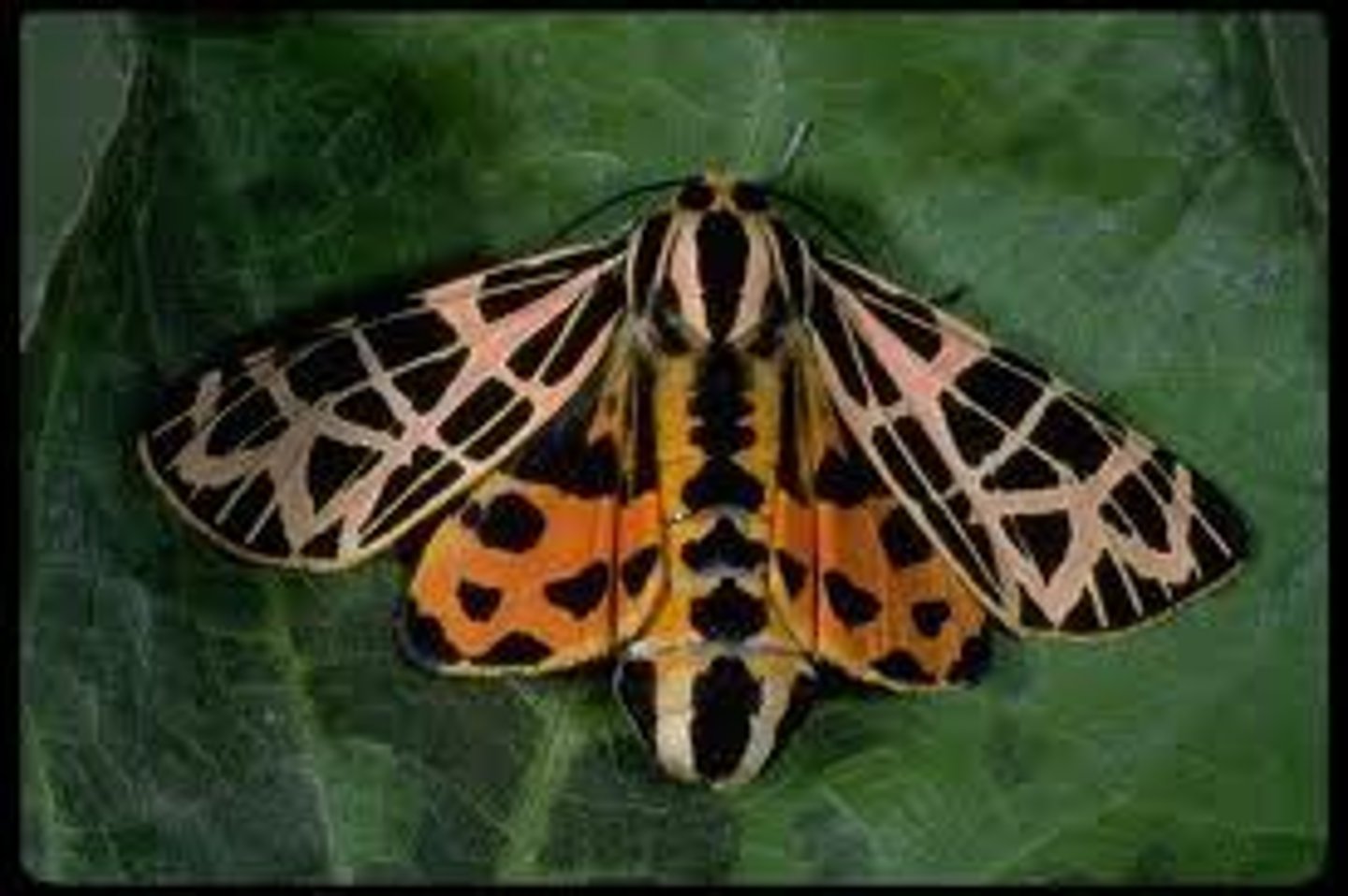 <p>colored wings<br>geometric patterns or spots<br>curved filiform antennae</p>