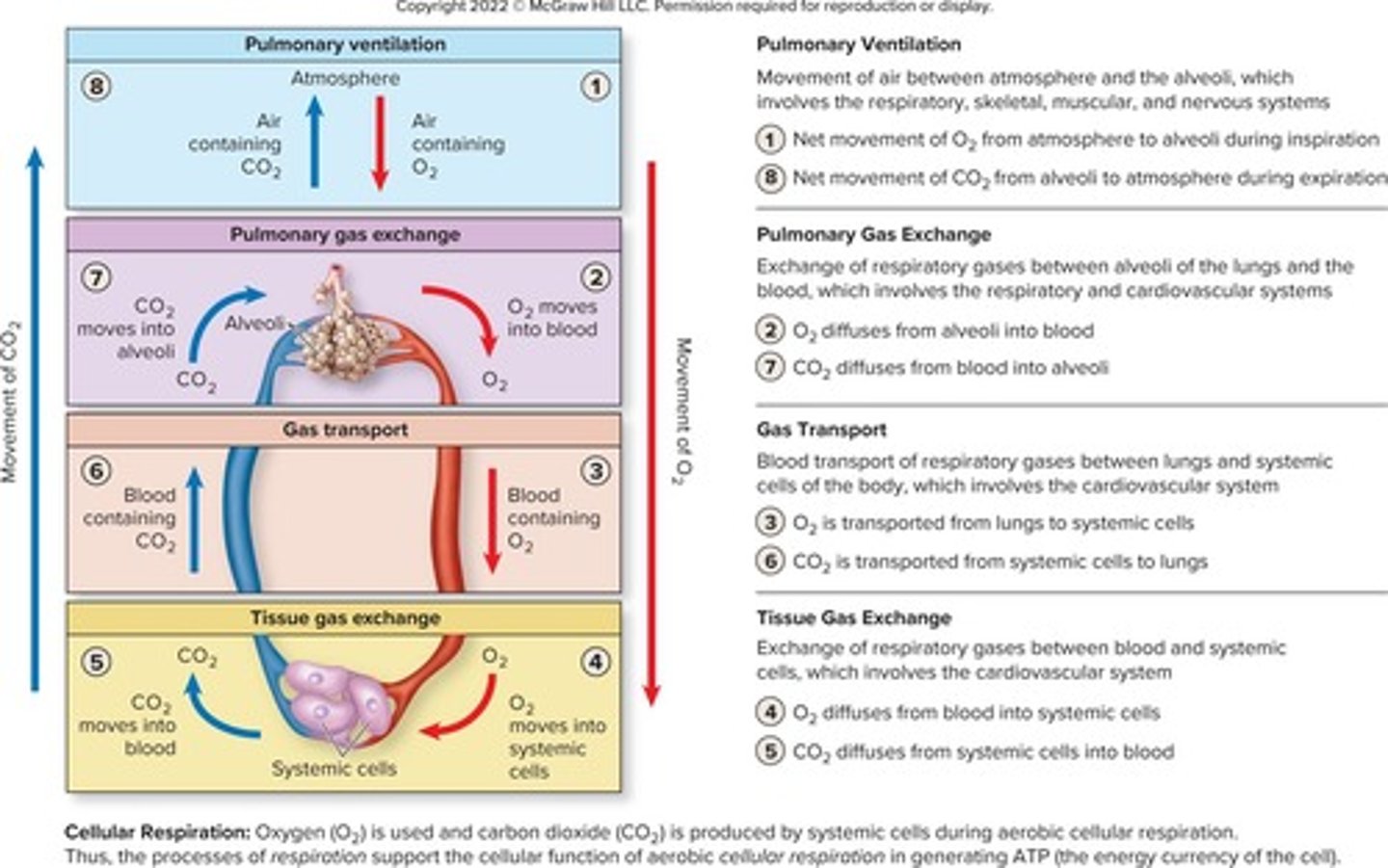 <p>Pulmonary ventilation, external respiration, transport, and internal respiration.</p>