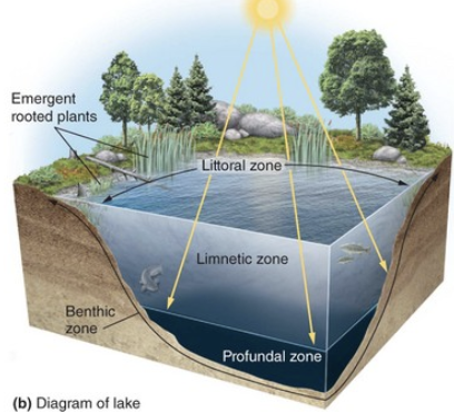 <p>too deep for sunlight (no photosynthesis)</p>