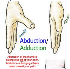 <p>Abduction of the thumb is pulling it up off of your palm. Adduction is bringing it back down toward your palm</p>