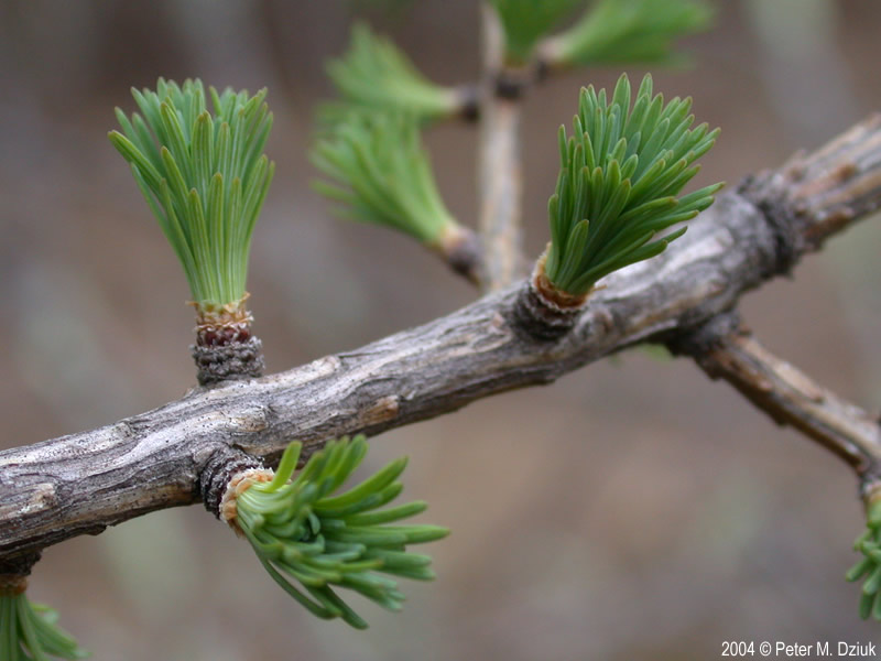 <p>Scientific name</p>