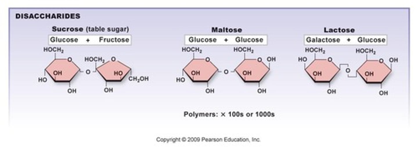<p>Pairs of monosaccharides covalently bonded together.</p>