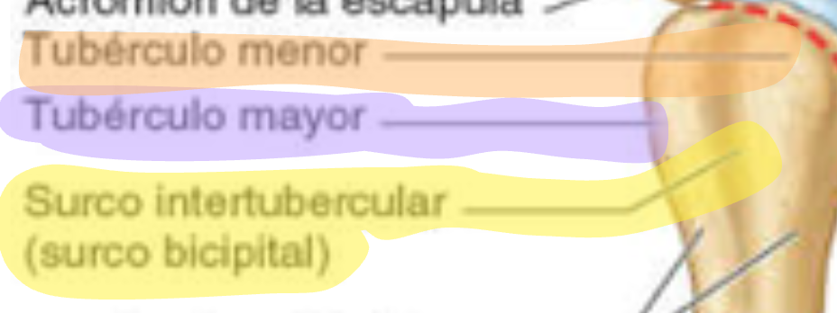 <p>Separa los dos tubeculos y sirve de paso para el tendón de la cabeza larga del biceps braquial.</p>