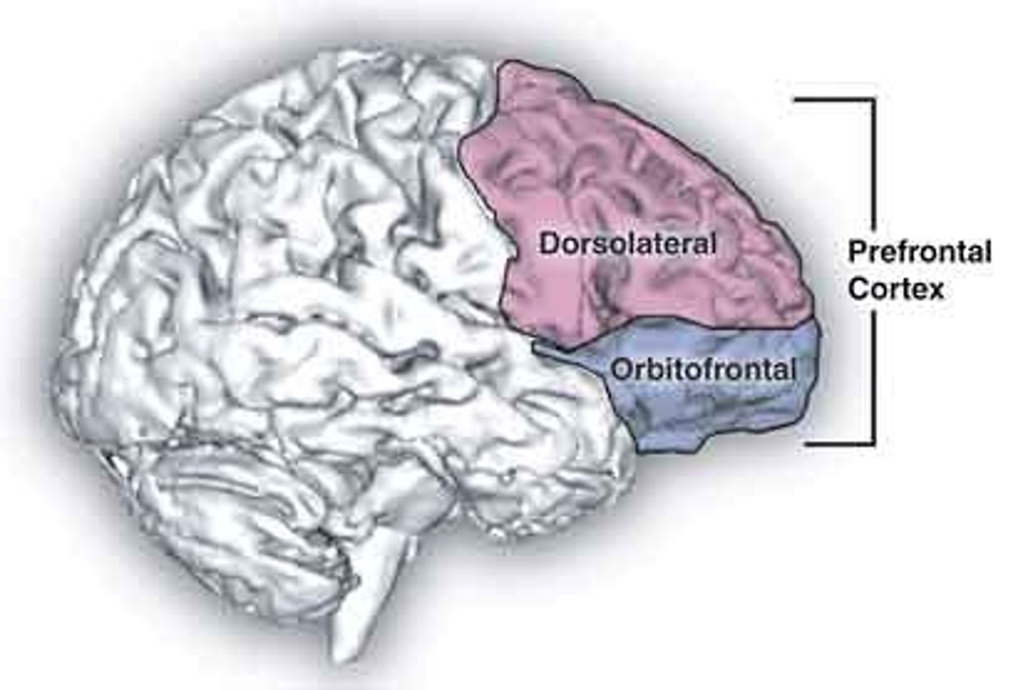 <p>This brain region has been implicated in planning complex cognitive behavior, personality expression, decision making, and moderating social behavior.</p>