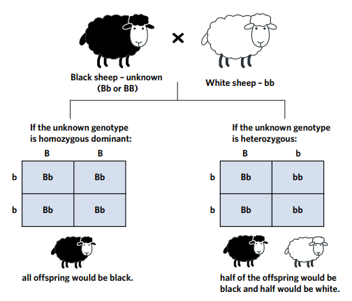 <p>when an individual expressing the dominant phenotype but with an unknown genotype is crossed with a homozygous recessive individual. The results indicate whether the individual with the dominant phenotype is homozygous dominant or heterozygous</p>