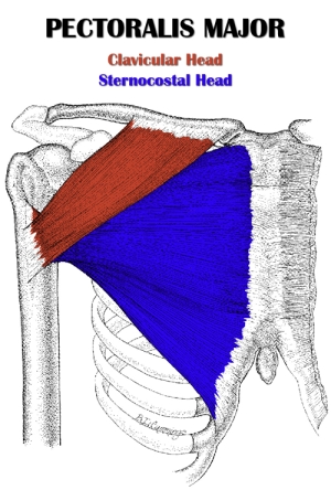 <p>Pulls arm down across chest *butterfly machine( ribs 1-5) </p>