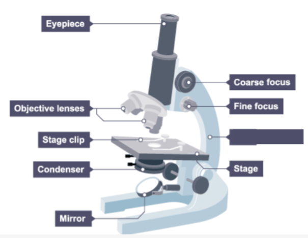 <p>Name the missing label on the microscope.</p>